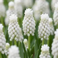 Green Boutiq - 50x Muscari White Magic - Witte druifhyacint - Wit - Verwilderingsbol - Bolmaat 6/7