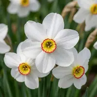 Green Boutiq - 60x Narcissus Recurvus - Witte fazantoog - Wit - Voorjaarsbloeier - Bolmaat 10/12