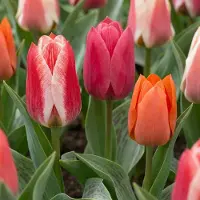 Green Boutiq - 30x Tulipa Greigii mix - Greigii-tulp mix - Diversen - Voorjaarsbloeier - Bolmaat 11/12