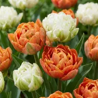 Green Boutiq - 24x Tulipa Candle Light - Tulp Kaarslicht - Diversen - Voorjaarsbloeier - Bolmaat 11/12