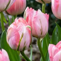 Green Boutiq - 24x Tulipa Double Pink - Dubbele roze tulp - Roze - Voorjaarsbloeier - Bolmaat 11/12