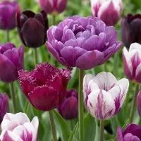 Green Boutiq - 35x Tulipa Blueberry mix - Tulipa Blueberry mix - Diversen - Voorjaarsbloeier - Bolmaat 11/12