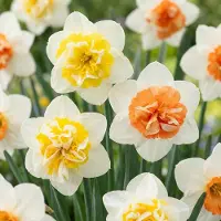 Green Boutiq - 80x Narcissus Macaron Bloss - Narcis Macaron Bloss - Wit en Geel - Voorjaarsbloeier - Bolmaat 12/14