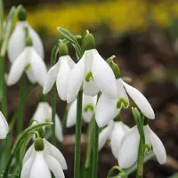 Green Boutiq - 200x Galanthus Elwesii - Grote sneeuwklokje - Wit - Voorjaarsbloeier - Bolmaat 5/6