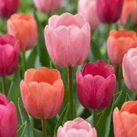 Green Boutiq - 40x Tulipa Positive Vibe - Tulp Positive Vibe - Diversen - Voorjaarsbloeier - Bolmaat 11/12