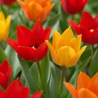 Green Boutiq - 50x Tulipa Praestans Mix - Tulipa Praestans Mix - Diversen - Voorjaarsbloeier - Bolmaat 8/9