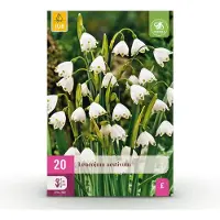 Green Boutiq - 20x Leucojum Aestivum - Zomersneeklokje - Wit - Voorjaarsbloeier - Bolmaat 8/9