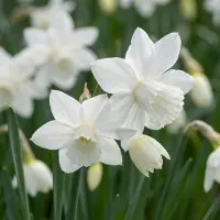 Green Boutiq - 60x Narcissus Triandrus Thalia - Engelennarcis - Wit - Voorjaarsbloeier - Bolmaat 10/12