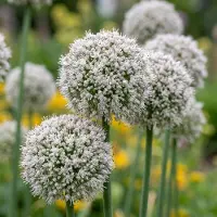 Green Boutiq - 40x Allium Ping Pong - Sierui Ping Pong - Wit - Zomerbloeier - Bolmaat 6/7