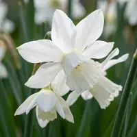 Green Boutiq - 30x Narcissus Botanical White Mix - Botanische witte narcis mix - Wit - Voorjaarsbloeier - Bolmaat 10/12