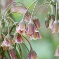 Green Boutiq - 120x Allium Siculum - Siciliaanse honing knoflook - Rood - Zomerbloeier - Bolmaat 8/10