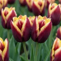 Green Boutiq - 120x Tulipa My Favourite Topping - Tulp Mijn Favoriete Topping - Diversen - Voorjaarsbloeier - Bolmaat 11/12