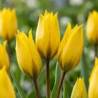 Green Boutiq - 40x Tulipa Sylvestris - Bosdravik - Geel - Verwilderingsbol - Bolmaat 5/6