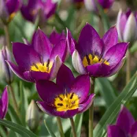 Green Boutiq - 50x Tulipa Persian Pearl - Tulipa Persian Pearl - Paars - Voorjaarsbloeier - Bolmaat 6/7