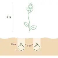 Green Boutiq - 50x Muscari White Magic - Witte druifhyacint - Wit - Verwilderingsbol - Bolmaat 6/7