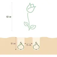 Green Boutiq - 12x Tulipa Strawberry Lemonade - Tulp Aardbeienlimonade - Diversen - Voorjaarsbloeier - Bolmaat 11/12