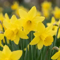 Green Boutiq - 15x Narcissus February Gold - Februarigouden narcis - Geel - Voorjaarsbloeier - Bolmaat 10/12