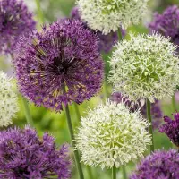Green Boutiq - 60x Allium Purple - White Mix - Sierui paars-wit mengsel - Paars en Wit - Zomerbloeier - Bolmaat 10/12