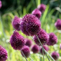 Green Boutiq - 800x Allium Sphaerocephalon - Kogellook - Paars - Zomerbloeier - Bolmaat 5/6