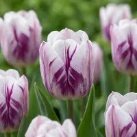 Green Boutiq - 15x Tulipa Flaming Flag - Tulp Flaming Flag - Wit en Paars - Voorjaarsbloeier - Bolmaat 11/12