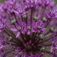 Green Boutiq - 30x Allium Miami - Sierui - Paars - Zomerbloeier - Bolmaat 10/+