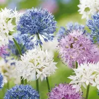 Green Boutiq - 30x Allium Buzzing Beauties - Sierui Buzzing Beauties - Diversen - Zomerbloeier - Bolmaat 6/7