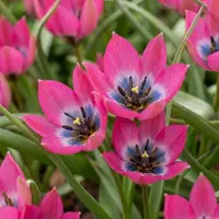 Green Boutiq - 50x Tulipa Klein Schoonheid - Tulipa Little Beauty - Roze - Voorjaarsbloeier - Bolmaat 6/+