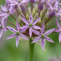 Green Boutiq - 60x Allium Christophii - Sterrenlook - Paars - Zomerbloeier - Bolmaat 10/12