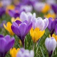 Green Boutiq - 100x Crocus Species mix - Krokus soortenmix - Diversen - Verwilderingsbol - Bolmaat 5/6
