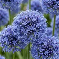 Green Boutiq - 160x Allium Caeruleum - Blauwe sieralui - Blauw - Zomerbloeier - Bolmaat 4/5