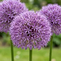 Green Boutiq - 40x Allium Gladiator - Sierui - Paars - Zomerbloeier - Bolmaat 16/18