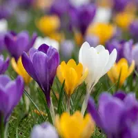 Green Boutiq - 140x Crocus mix - Gemengde krokussen - Diversen - Verwilderingsbol - Bolmaat 7/8