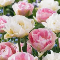 Green Boutiq - 96x Tulipa Double Sensation - Gevulde tulp - Diversen - Voorjaarsbloeier - Bolmaat 11/12