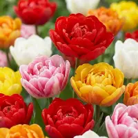 Green Boutiq - 60x Tulipa Double mix - Gevulde tulp mix - Diversen - Voorjaarsbloeier - Bolmaat 11/13
