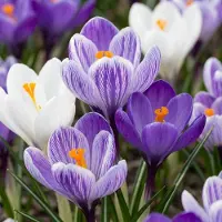 Green Boutiq - 120x Crocus Blue - White - Krokus - Blauw en Wit - Verwilderingsbol - Bolmaat 7/8