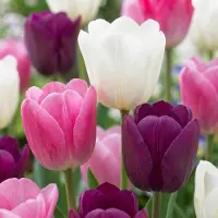 Green Boutiq - 96x Tulipa Pastel mix - Pastel tulp mix - Diversen - Voorjaarsbloeier - Bolmaat 11/12