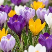 Green Boutiq - 60x Crocus Large Flowering Mix - Grootbloemige krokus mix - Diversen - Voorjaarsbloeier - Bolmaat 7/8
