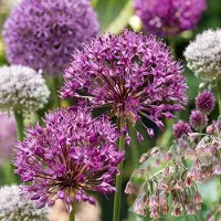 Green Boutiq - 160x Bulb Garden Allium - Bollentuinsierui - Diversen - Zomerbloeier - Bolmaat 10/12