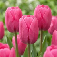 Green Boutiq - 120x Tulipa Triumph Pink - Triomftulp - Roze - Voorjaarsbloeier - Bolmaat 11/12