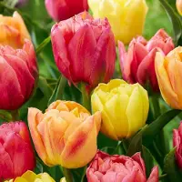 Green Boutiq - 12x Tulipa Symbiosa mix - Tulp Symbiosa mix - Diversen - Voorjaarsbloeier - Bolmaat 11/12