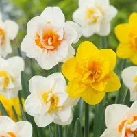 Green Boutiq - 120x Narcissus Double mix - Gevulde narcis mix - Diversen - Voorjaarsbloeier - Bolmaat 10/12
