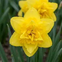 Green Boutiq - 80x Narcissus Golden Ducat - Gevulde gele narcis - Geel - Voorjaarsbloeier - Bolmaat 12/14