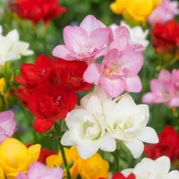 Green Boutiq - 160x Freesia Double Mix - Dubbele fresia - Diversen - Snijbloem - Bolmaat 5/+