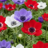 Green Boutiq - 120x Anemone de Caen Mix - Klaproosanemoon de Caen mix - Diversen - Voorjaarsbloeier - Bolmaat 5/6