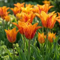 Green Boutiq - 24x Tulipa Vendeeglobe - Tulp Vendeeglobe - Geel - Voorjaarsbloeier - Bolmaat 11/12