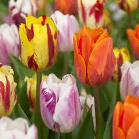 Green Boutiq - 120x Tulipa Flaming Beauty Mix - Tulp Flaming Beauty Mix - Diversen - Voorjaarsbloeier - Bolmaat 11/12