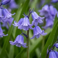 Green Boutiq - 160x Hyacinthoides non Scripta - Wilde hyacint - Blauw - Verwilderingsbol - Bolmaat 7/8