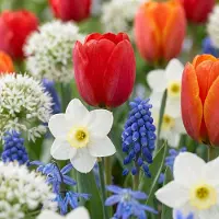 Green Boutiq - 500x Bulbs From Holland - Bollen uit Holland - Diversen - Zomerbloeier - Bolmaat 10/12