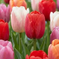 Green Boutiq - 15x Tulipa Glowing with pride - Tulp Glowing with pride - Diversen - Voorjaarsbloeier - Bolmaat 11/12