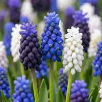Green Boutiq - 100x Muscari Magic mix - Druifhyacint - Diversen - Verwilderingsbol - Bolmaat 7/8